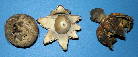 – this shows a side view of the old one at the right. Geastrum saccatum .